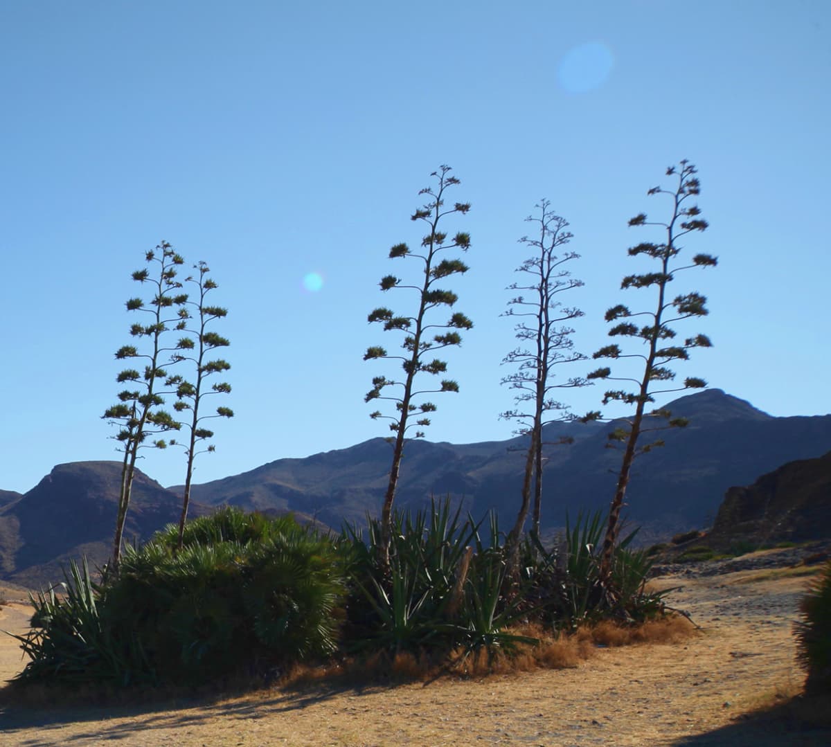 Parque natural cabo de gata 6